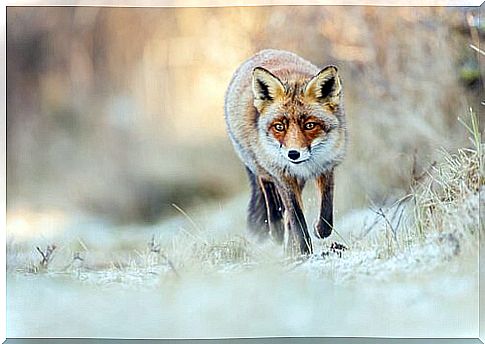 red fox in the snow