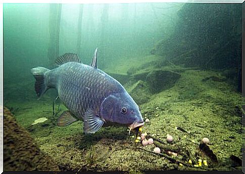 The beginnings of breeding the common carp