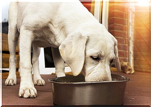 The right dog food according to breed