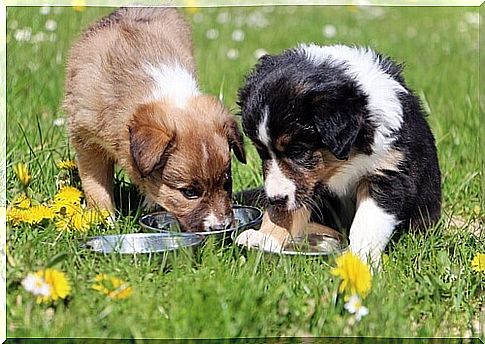 Puppies eating dog food in a flowery field