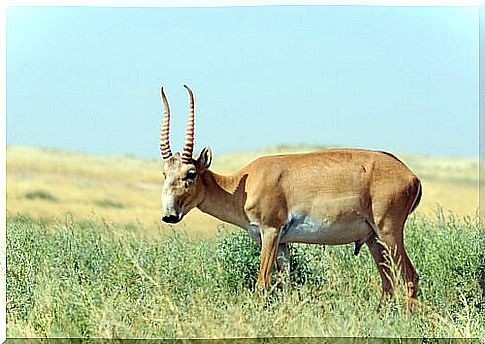 Saiga