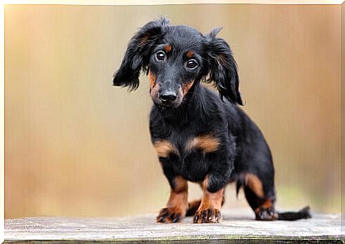 The Teckel, also known as the sausage dog