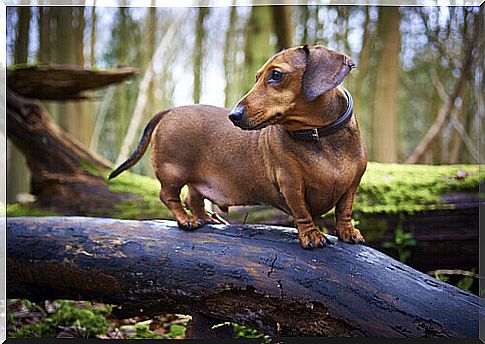 Brown teckel dog on a log in the forest.