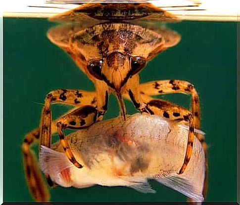 the water cockroach