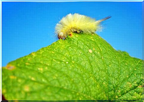 The ugliest insects in the world