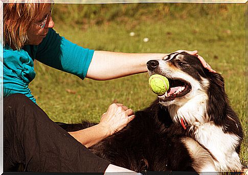 dog playing with owner