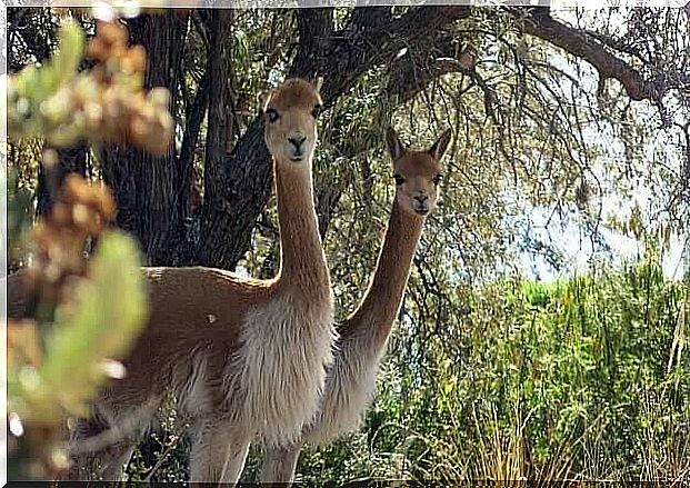 Vicuna: the Peruvian national symbol