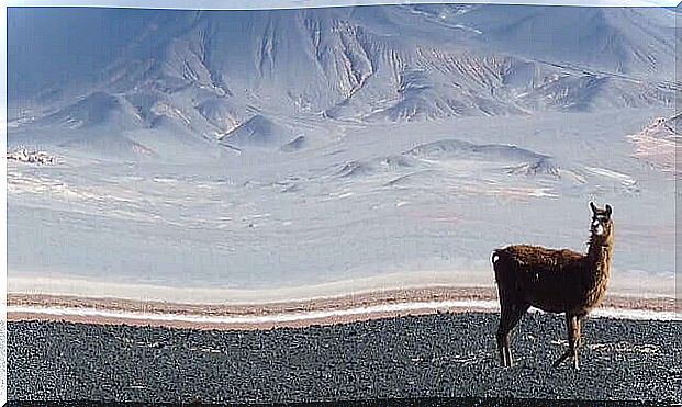 Vicuna: the Peruvian national symbol