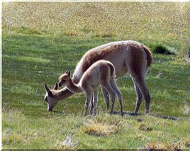 Vicuna: the Peruvian national symbol