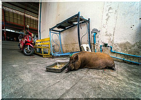 The urban wild boar problem