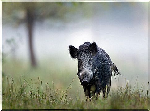 wild boar