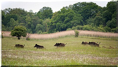 wild boar group 