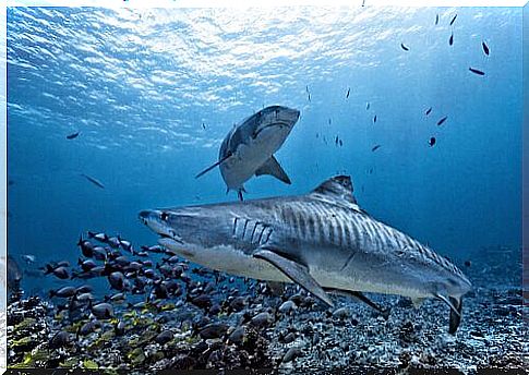 Tiger shark: characteristics and feeding