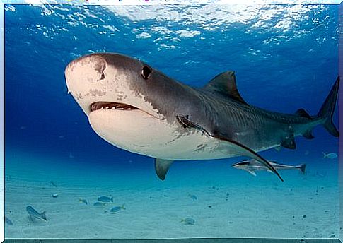 Tiger Shark Characteristics