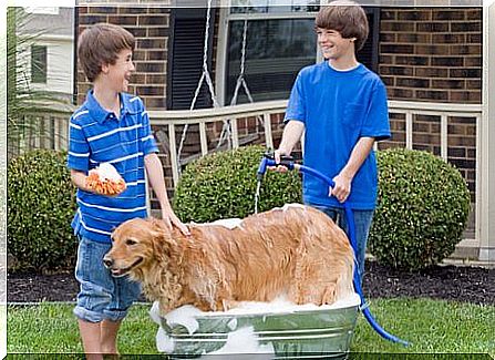 Tips for bathing your dog with a hose