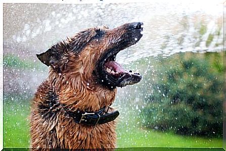 dog taking a bath