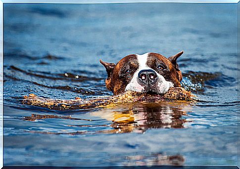 Tips to break dogs' fear of water