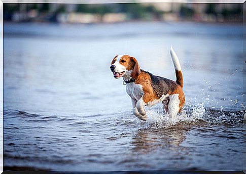 Como fazer seu cão perder o medo de água