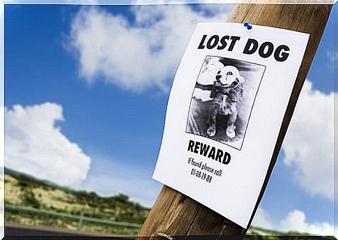 Tips for finding a lost dog: meet 5 here