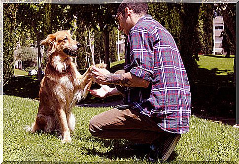 dog giving paw