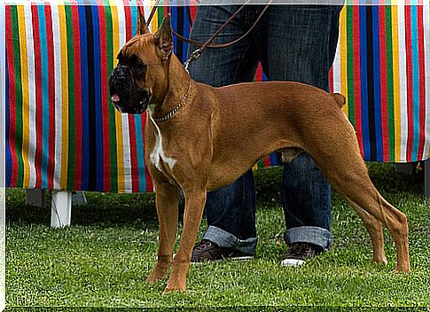 Boxer