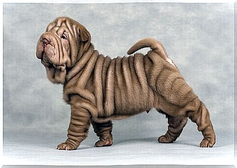 The 5 breeds of dogs with the most wrinkles