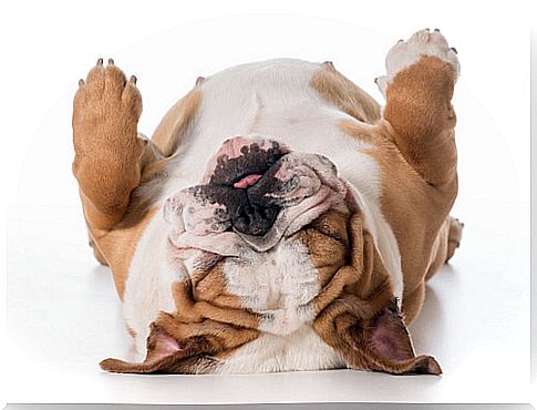 Bulldog is one of the breeds of dogs with wrinkles.