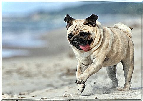 Pug is perhaps the most famous among the most wrinkled dogs