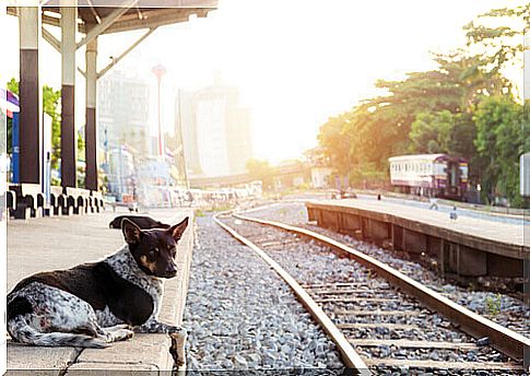 Touching Stories of Loyal Dogs to the End