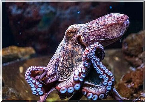 Difficult animals to tame: the octopus