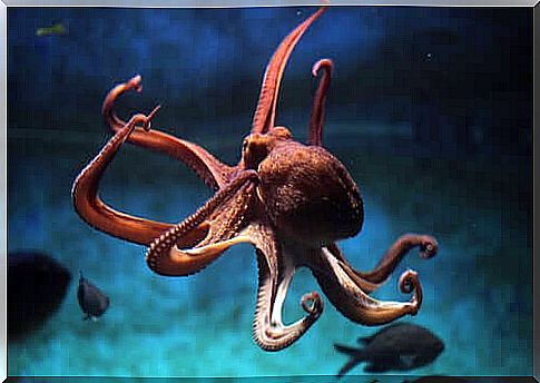 The intelligence that the octopus has shown is incredible.