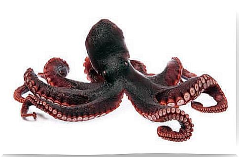 The octopus has tentacles.