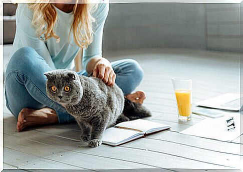 Woman reading and petting a cat.