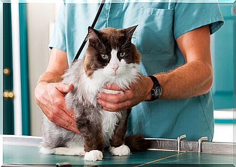 cat being consulted by the veterinarian