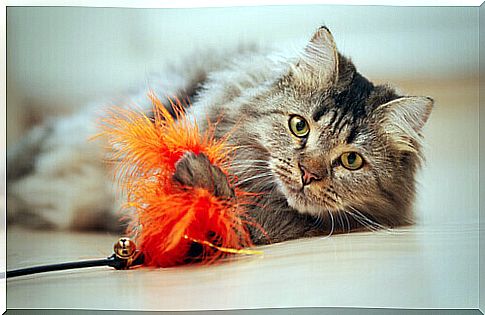 cat with toy