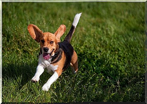 running beagle