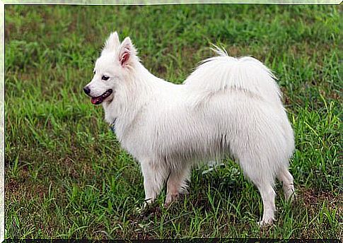 white dog, tail over back