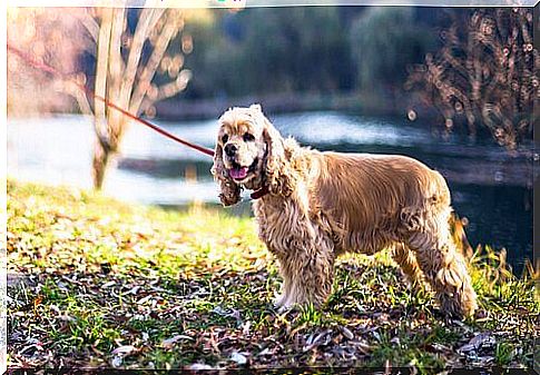 cocker on leash