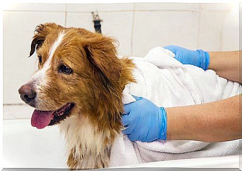 Use of dry shampoo in dogs