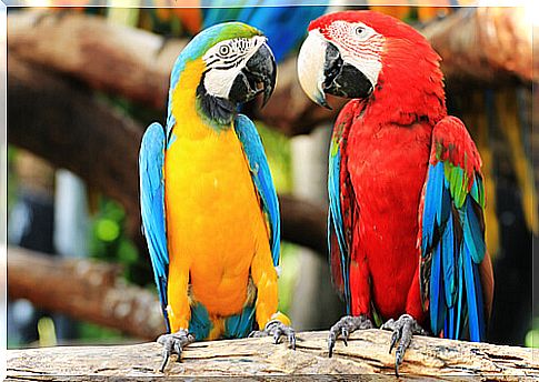 parrots2