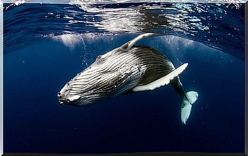 Whale Fun Facts