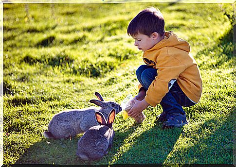 boy with rabbits