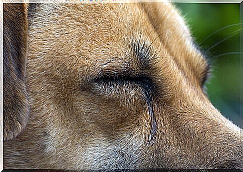 What causes tears in your dog?