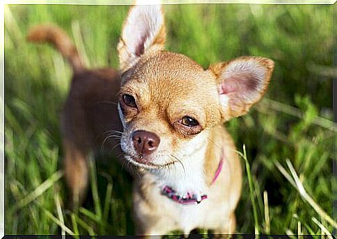 chihuahua