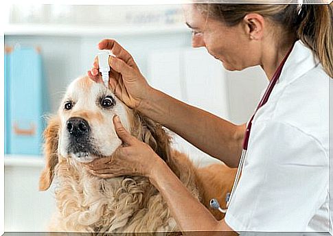 dogs eye drops