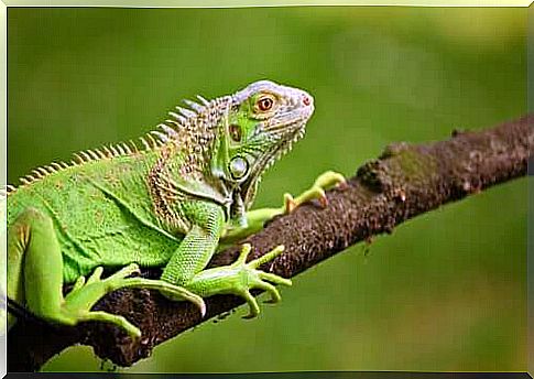 What do green iguanas eat?