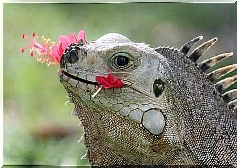 iguana eating flowers