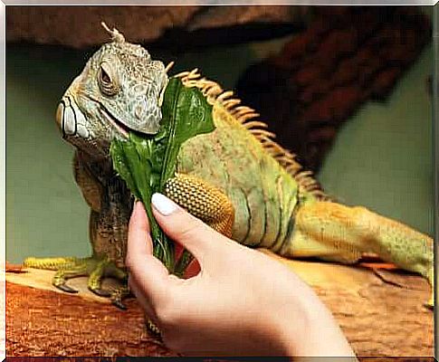 Green iguanas feeding