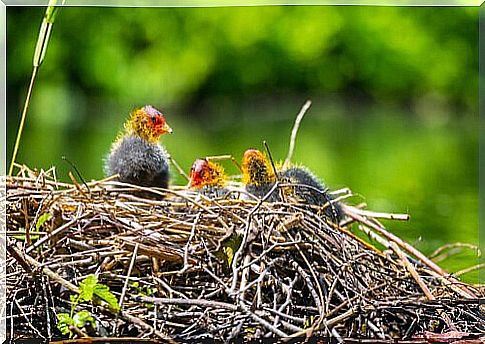 What do I do if I find an abandoned nest?