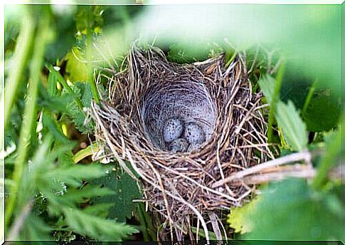 nest with eggs